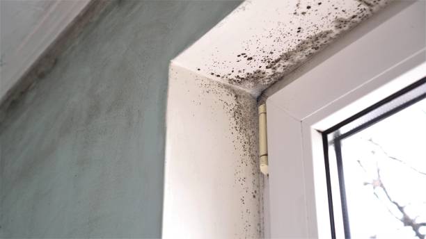 Attic Mold Removal in Lely, FL