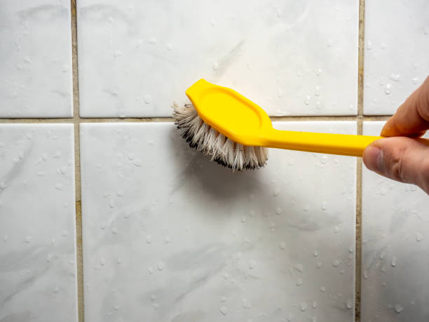 Trusted Lely, FL Mold Removal Experts