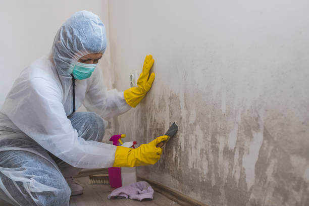 Best Crawl Space Mold Removal  in Lely, FL