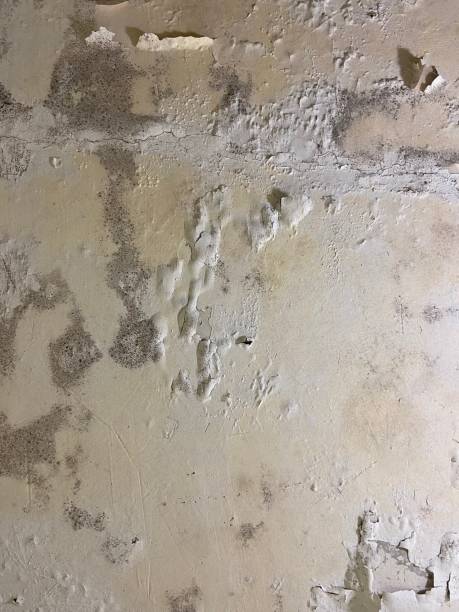 Best Commercial Mold Removal  in Lely, FL