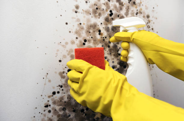 Best Fast Mold Removal  in Lely, FL
