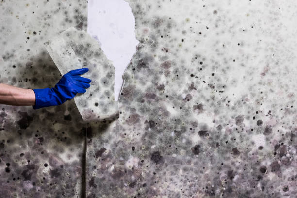 Best Professional Mold Removal  in Lely, FL