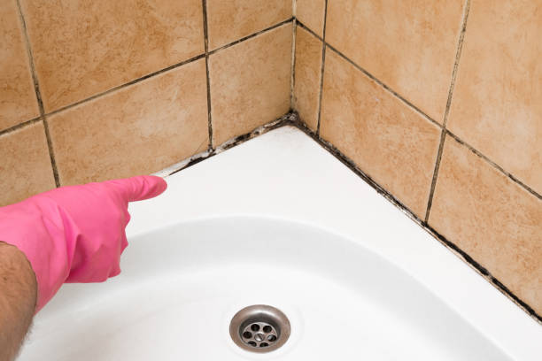 Best Best Mold Removal Companies  in Lely, FL