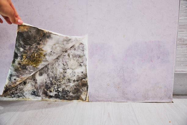 Best Black Mold Removal  in Lely, FL